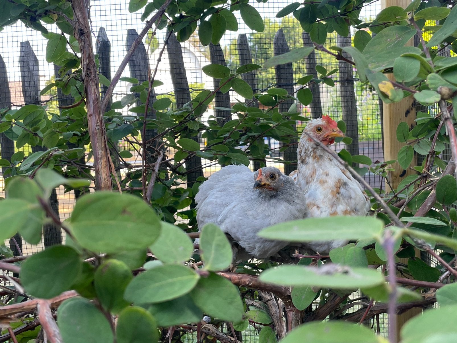 Haantje te koop, Dieren en Toebehoren, Pluimvee, Mannelijk, Kip