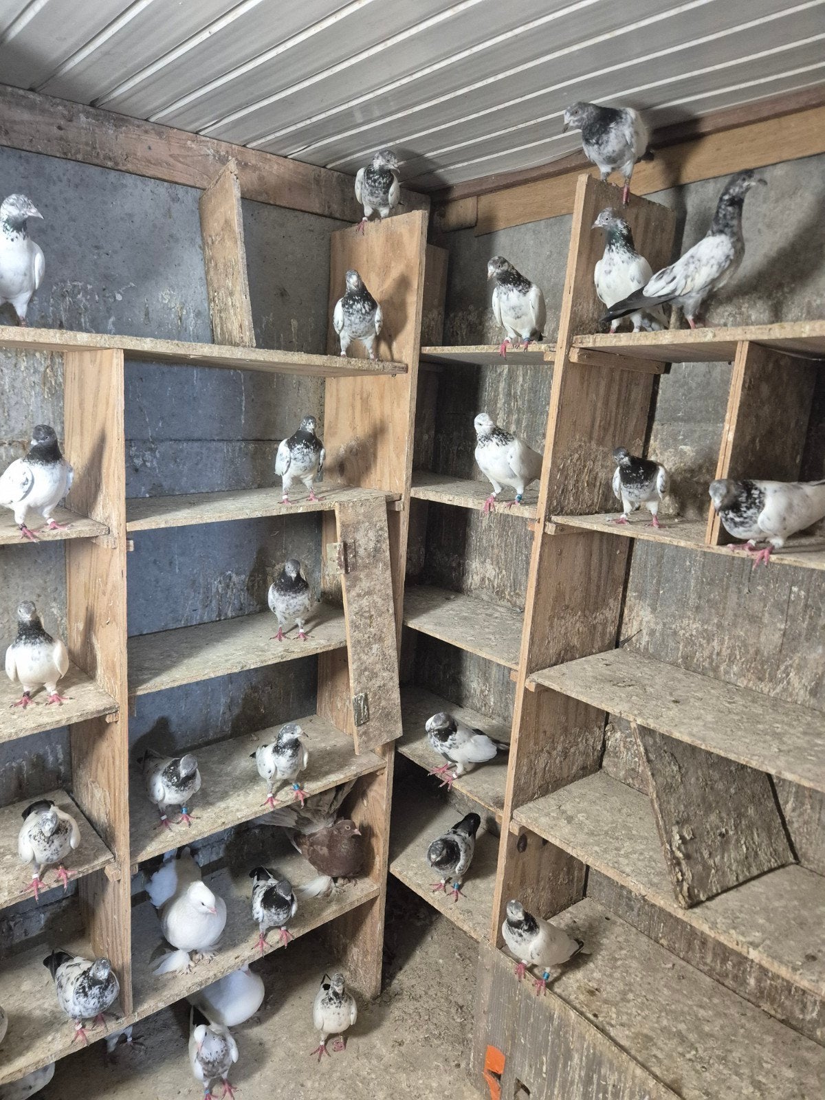 Pakistan hoogvlieger 20€, Dieren en Toebehoren