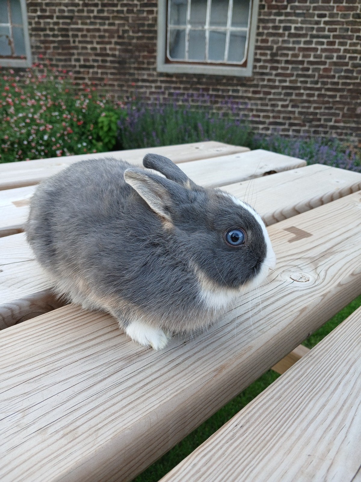 konijn/rametje, Mannelijk, Klein, 0 tot 2 jaar
