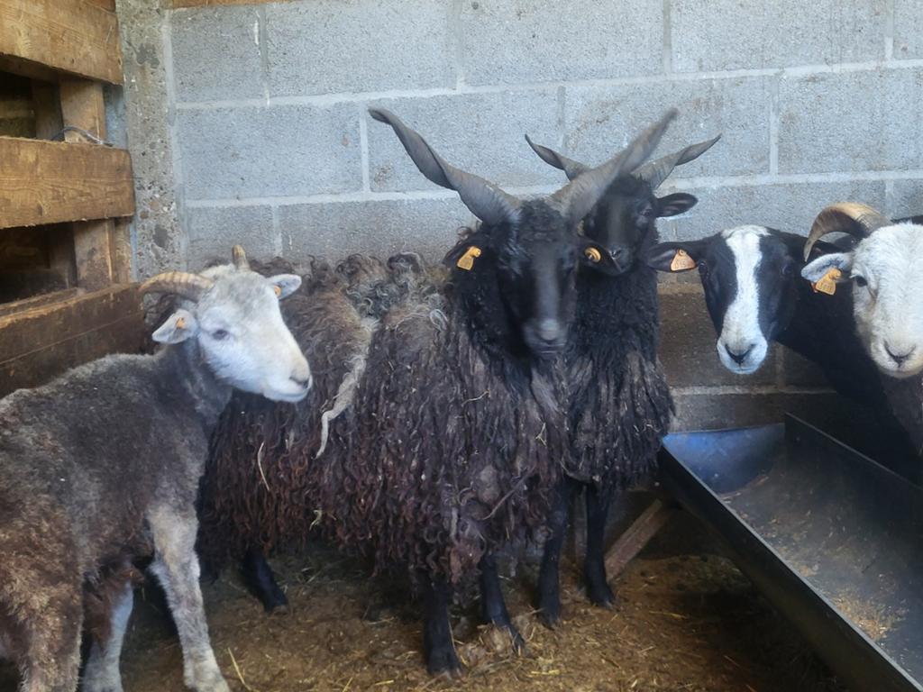 Racka schapen Mannelijk, Mannelijk, Schaap, 0 tot 2 jaar