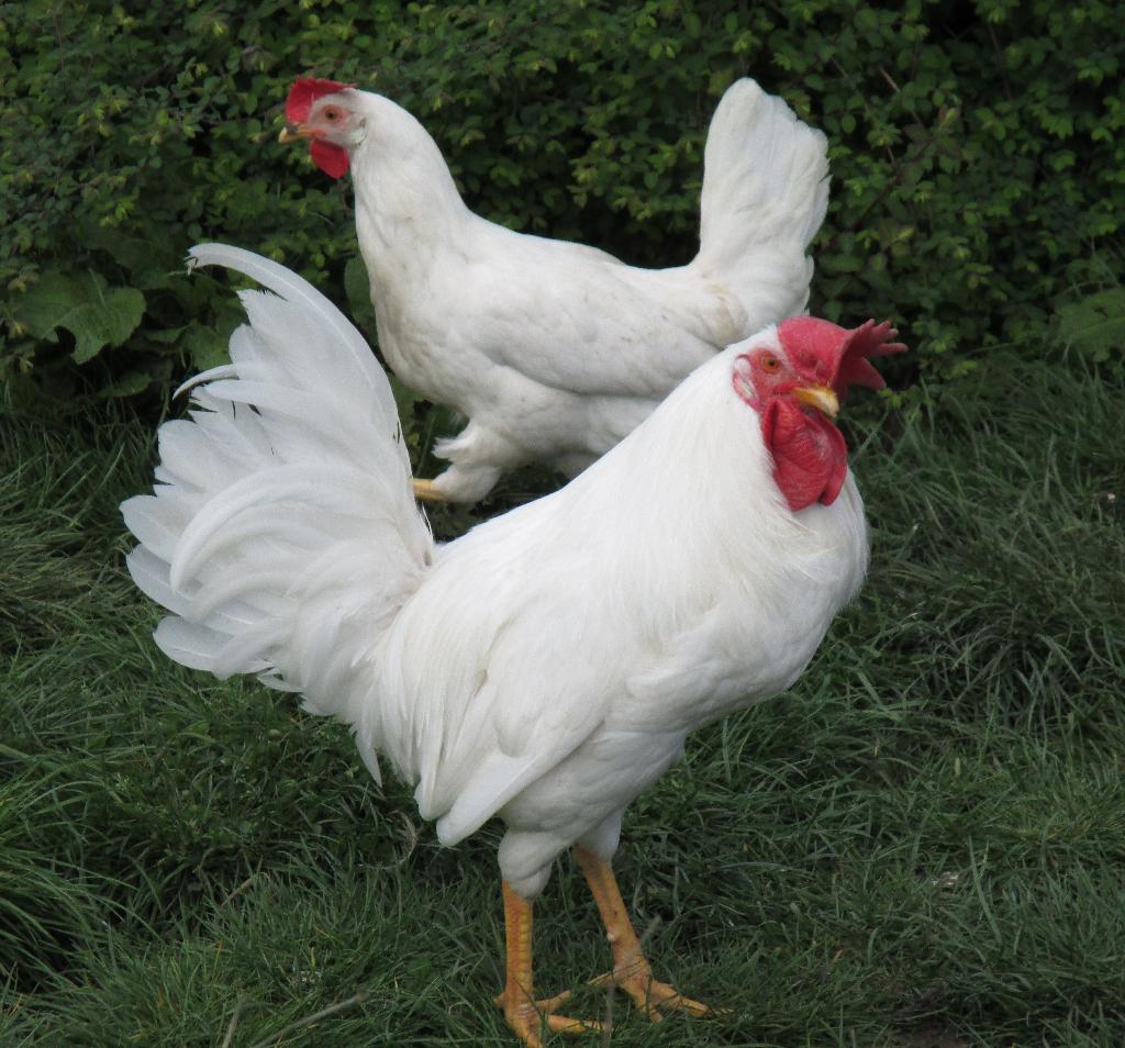 Broedeieren van witte leghorn, Dieren en Toebehoren