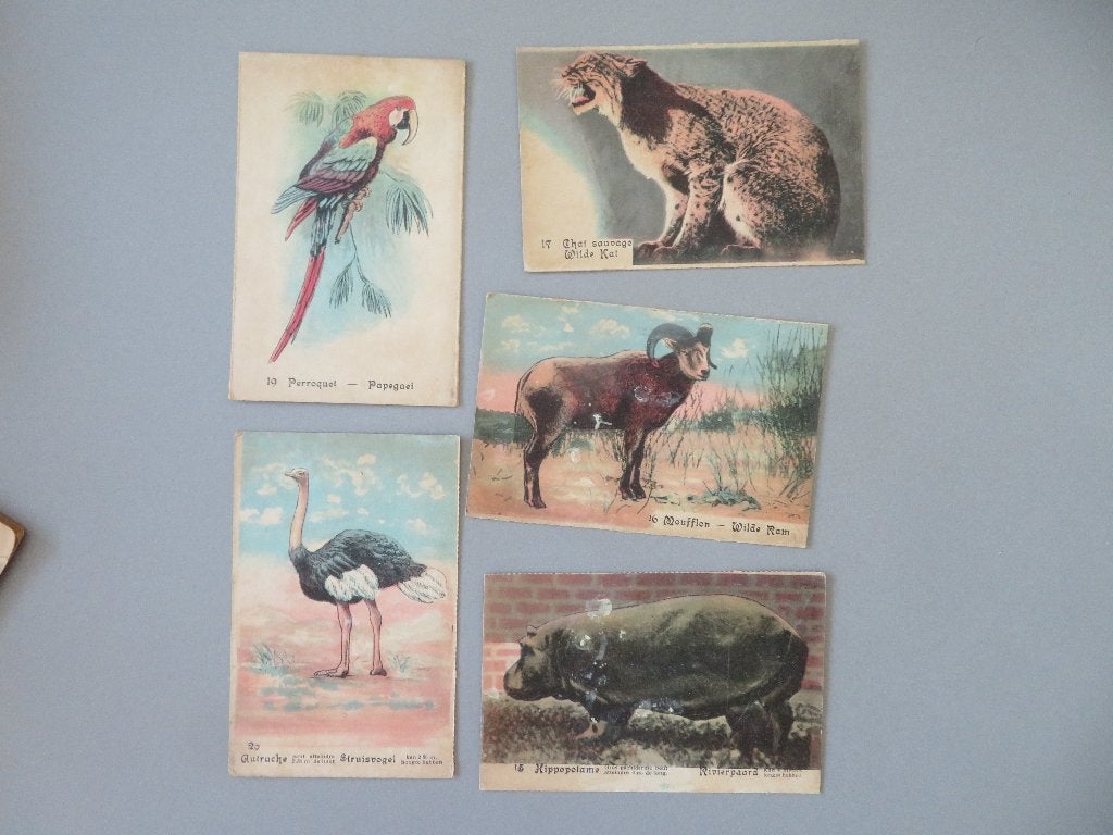 5 oude postkaarten dieren dierentuin nijlpaard wilde kat ..., Envoi, Non affranchie, Animal sauvage
