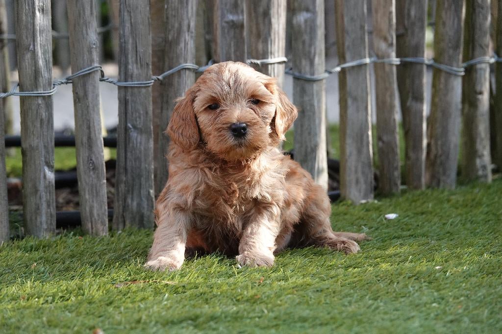 Mini Labradoodle pups (met stamboom), Parvo, België, Overige rassen, 8 tot 15 weken