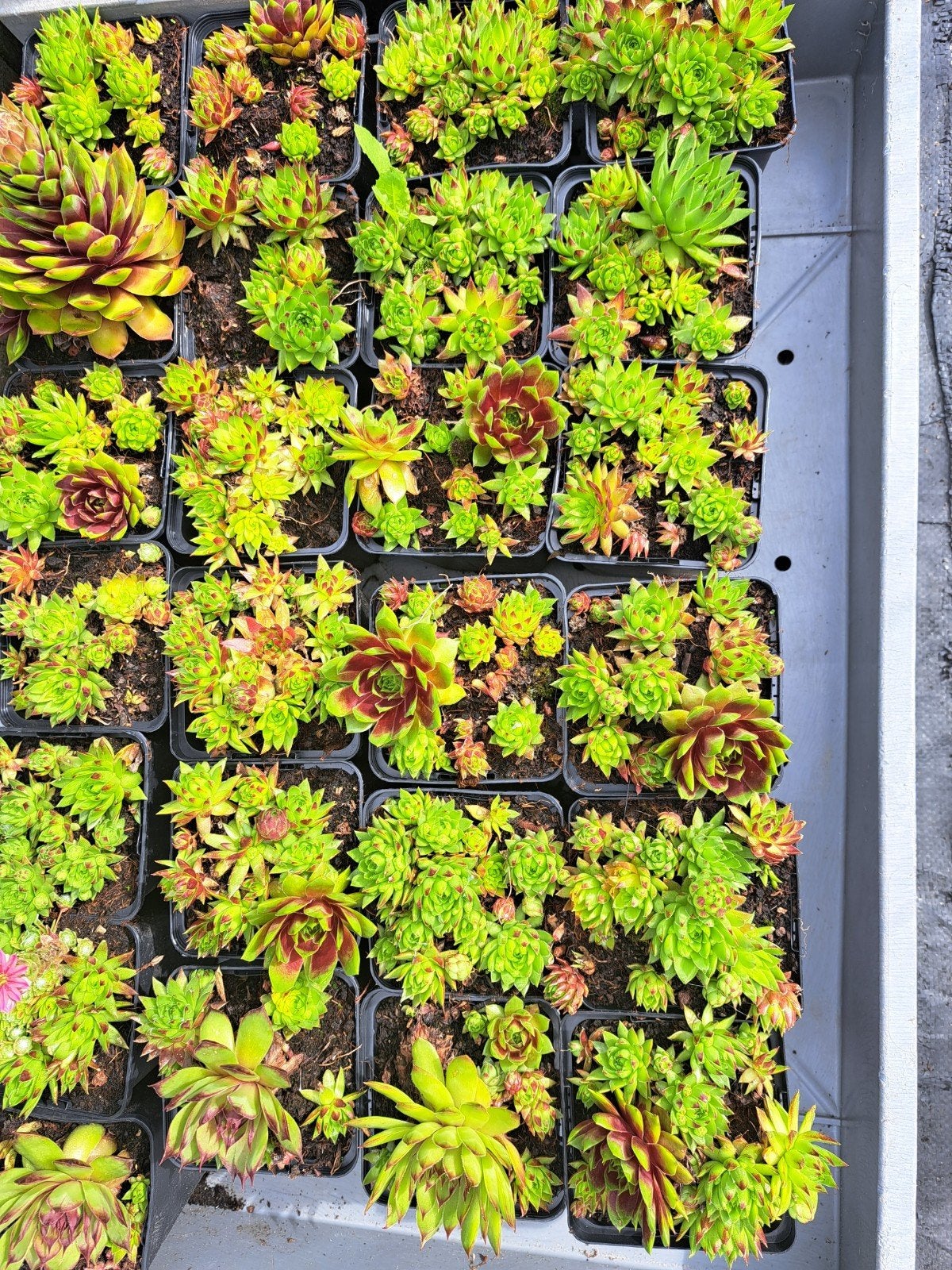 Winterharde vetplantjes. Potmaat 9,,,, Tuin en Terras, Planten | Tuinplanten, Ophalen