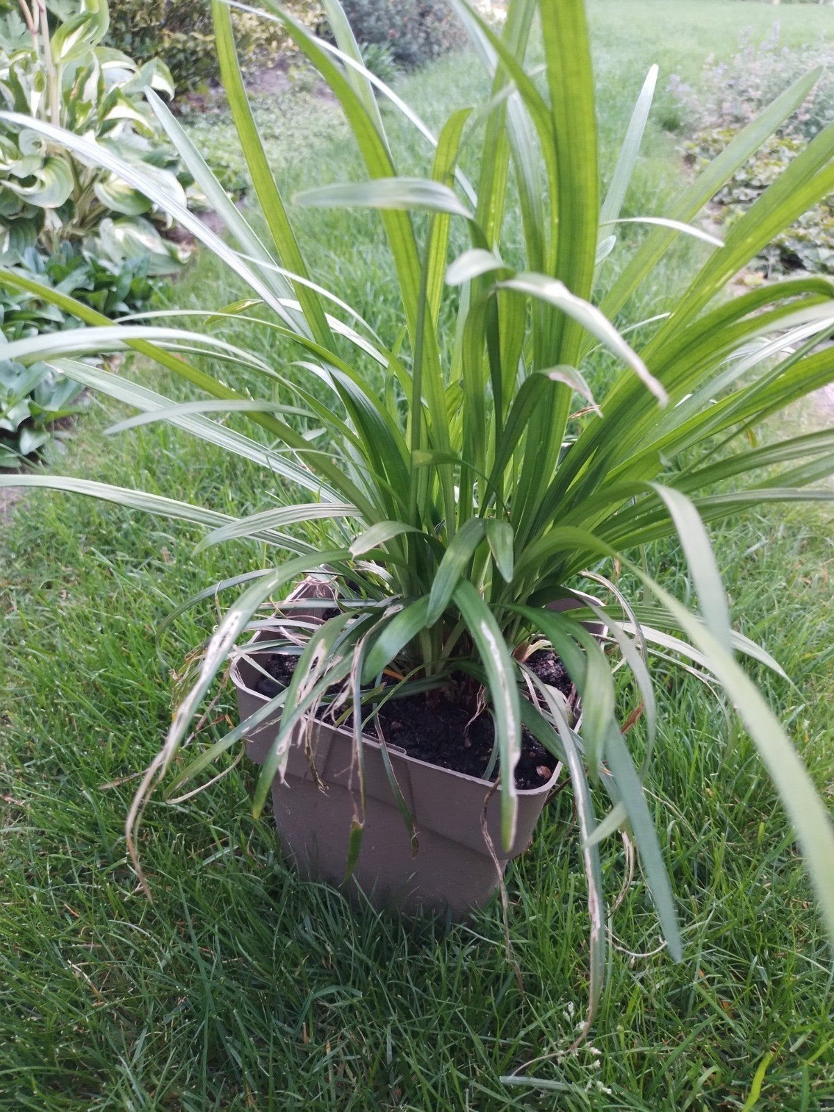 Liriope muscari, Jardin & Terrasse, Plein soleil, Été, Enlèvement, Graminées ornementales