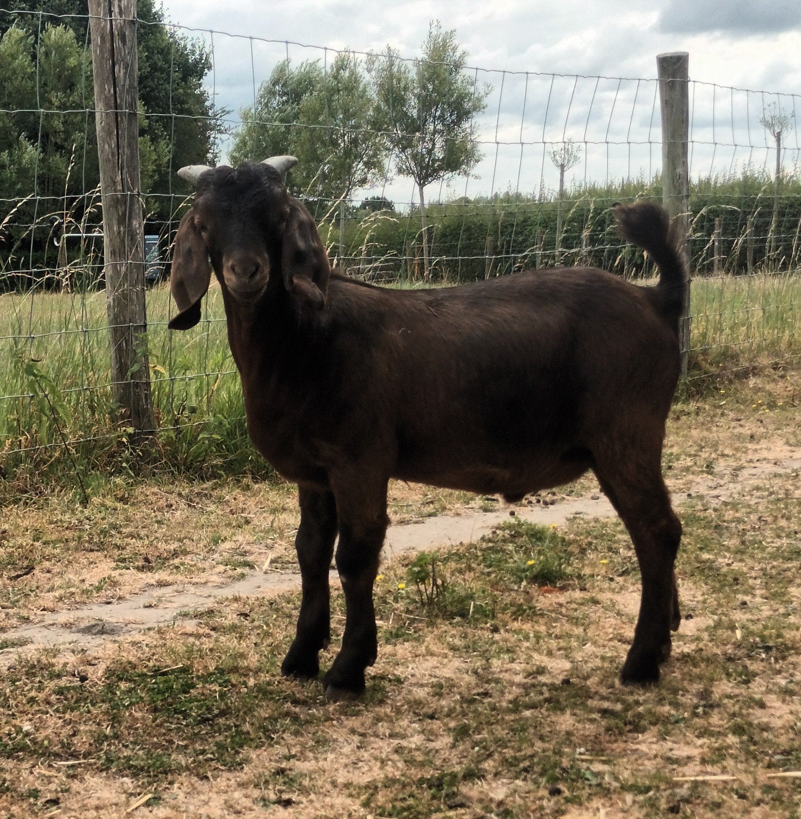 Kalahari red boklam, Dieren en Toebehoren, Schapen, Geiten en Varkens, Mannelijk, Geit, 0 tot 2 jaar