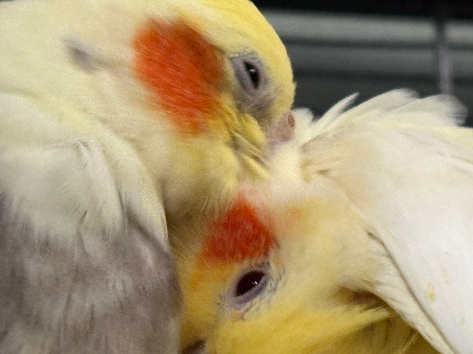 Koppel valkparkieten, zie beschrijving!, Plusieurs animaux, Perruche, Domestique