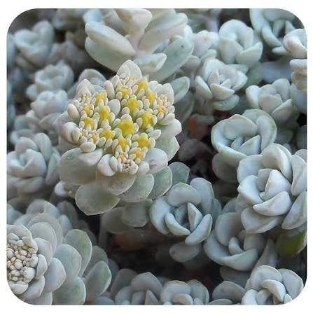 Sedum Cape Blanco, Ophalen, Halfschaduw