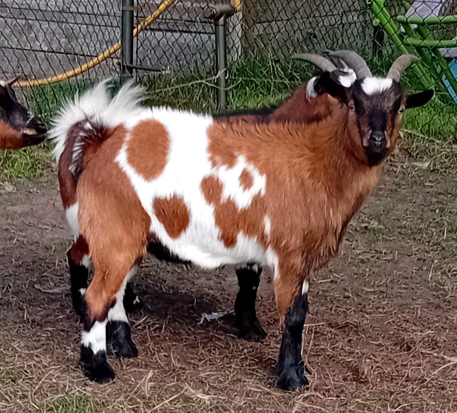 hele mooie gecastreerde geit dwerggeit, Dieren en Toebehoren, Geit, 3 tot 5 jaar