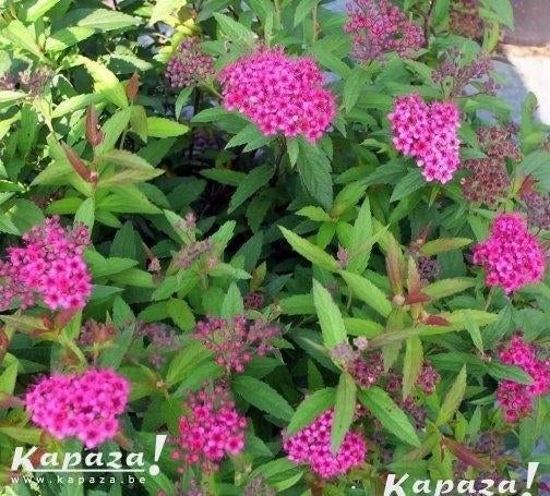 Spiraea et Potentilla, Enlèvement, Arbuste