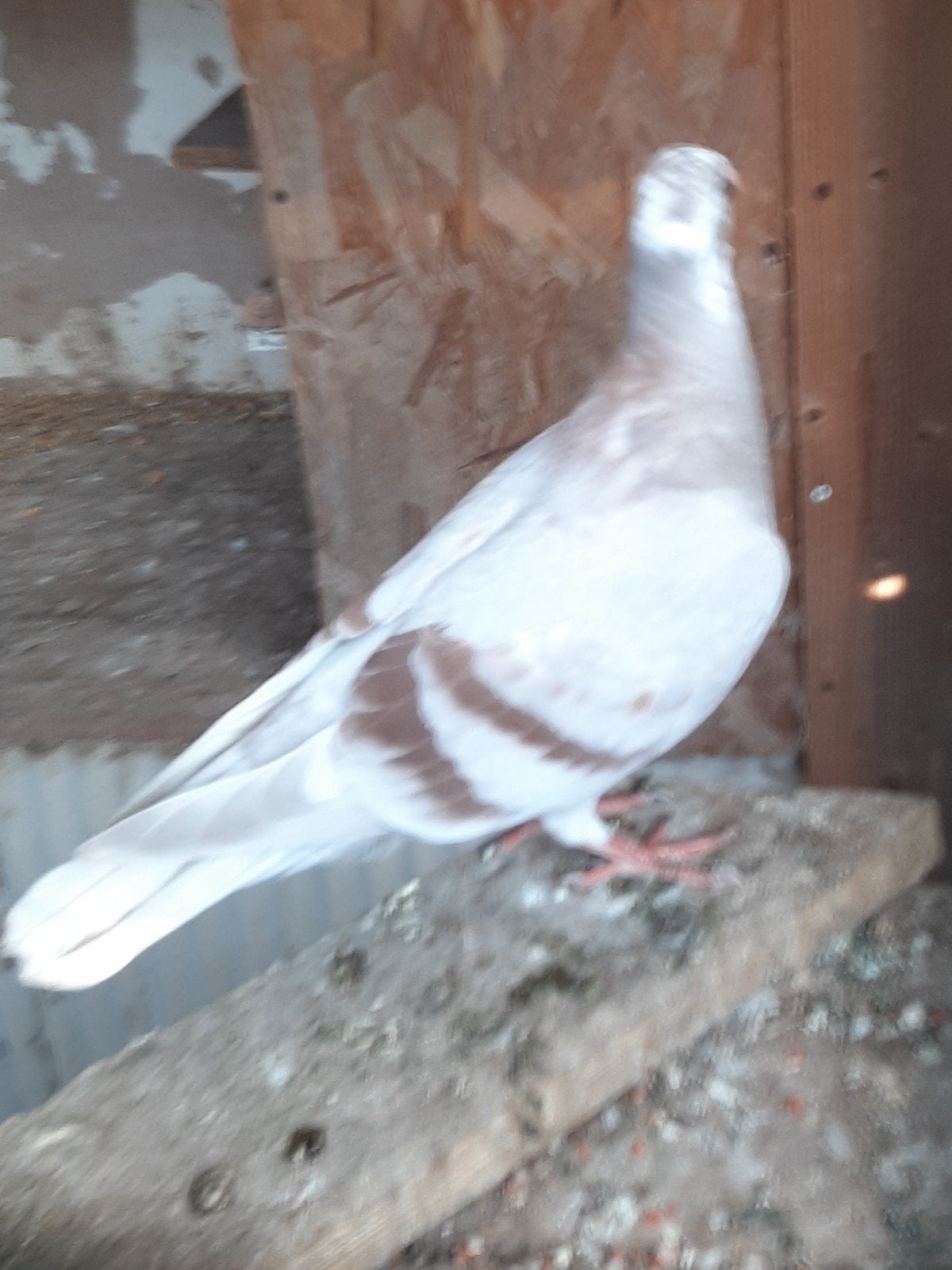 kleurpostduiven, Meerdere dieren, Postduif