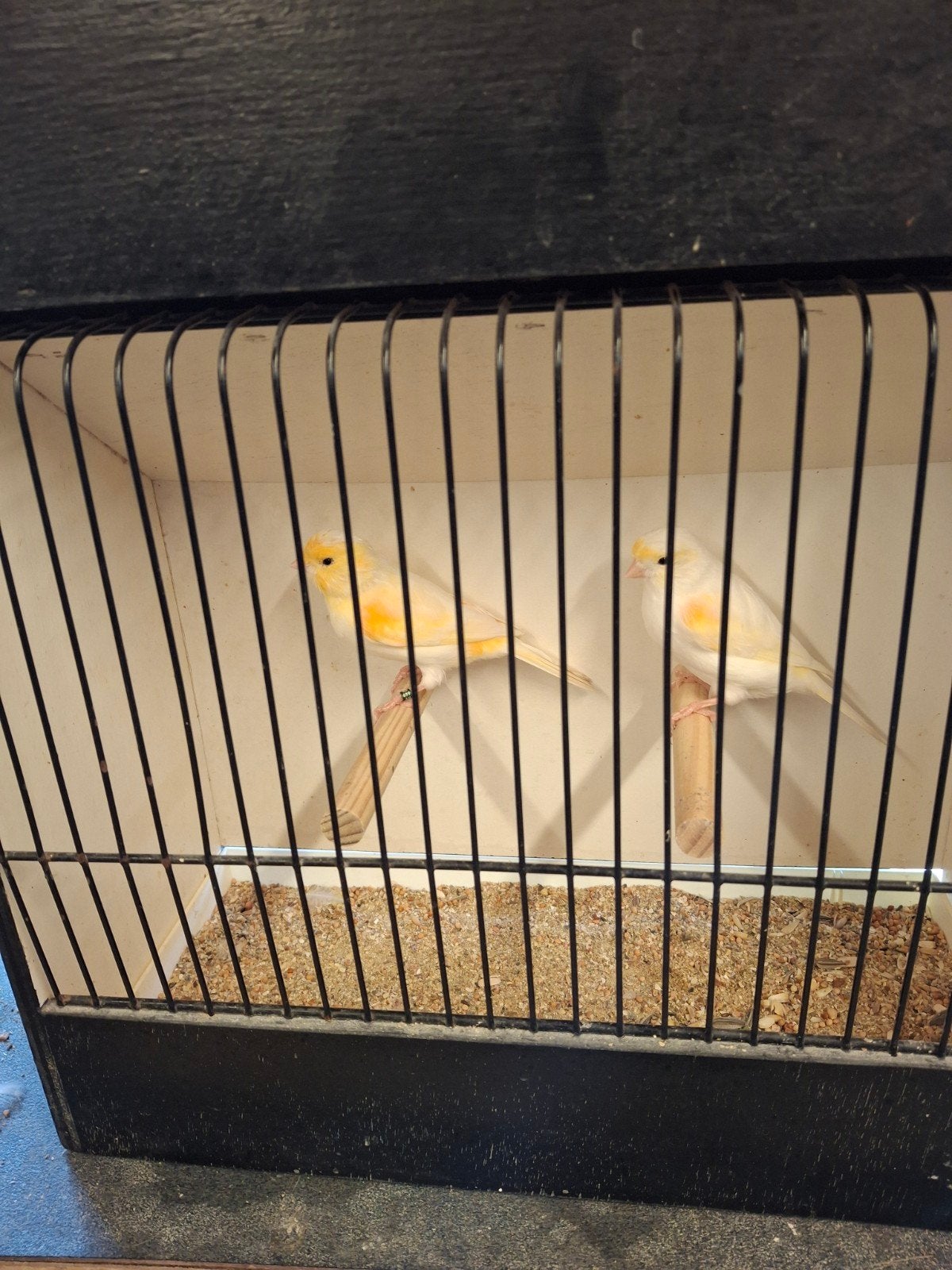 koppels te koop, Meerdere dieren, Kleurkanarie