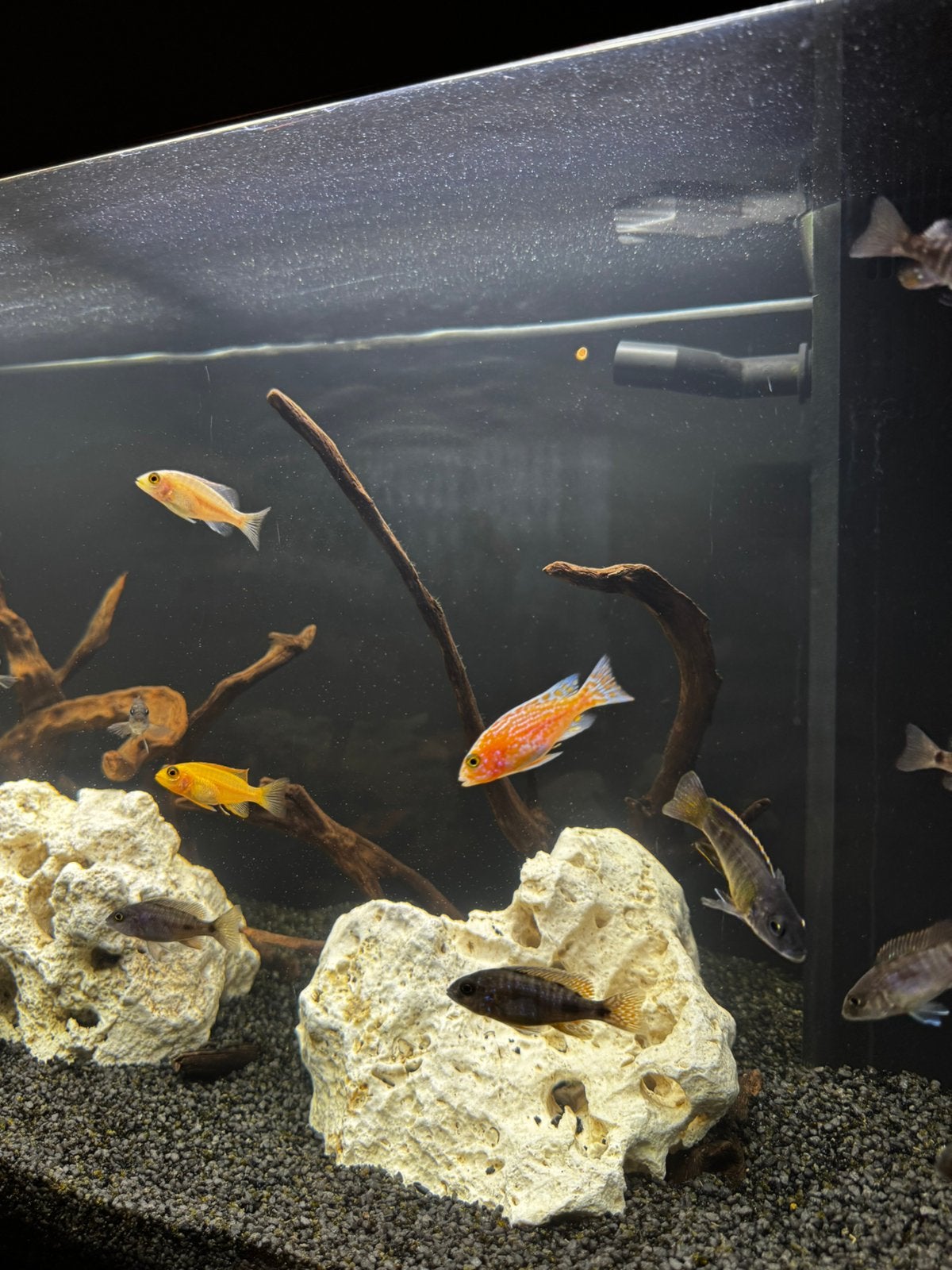 Malawi cichliden te koop, Poisson d'eau douce
