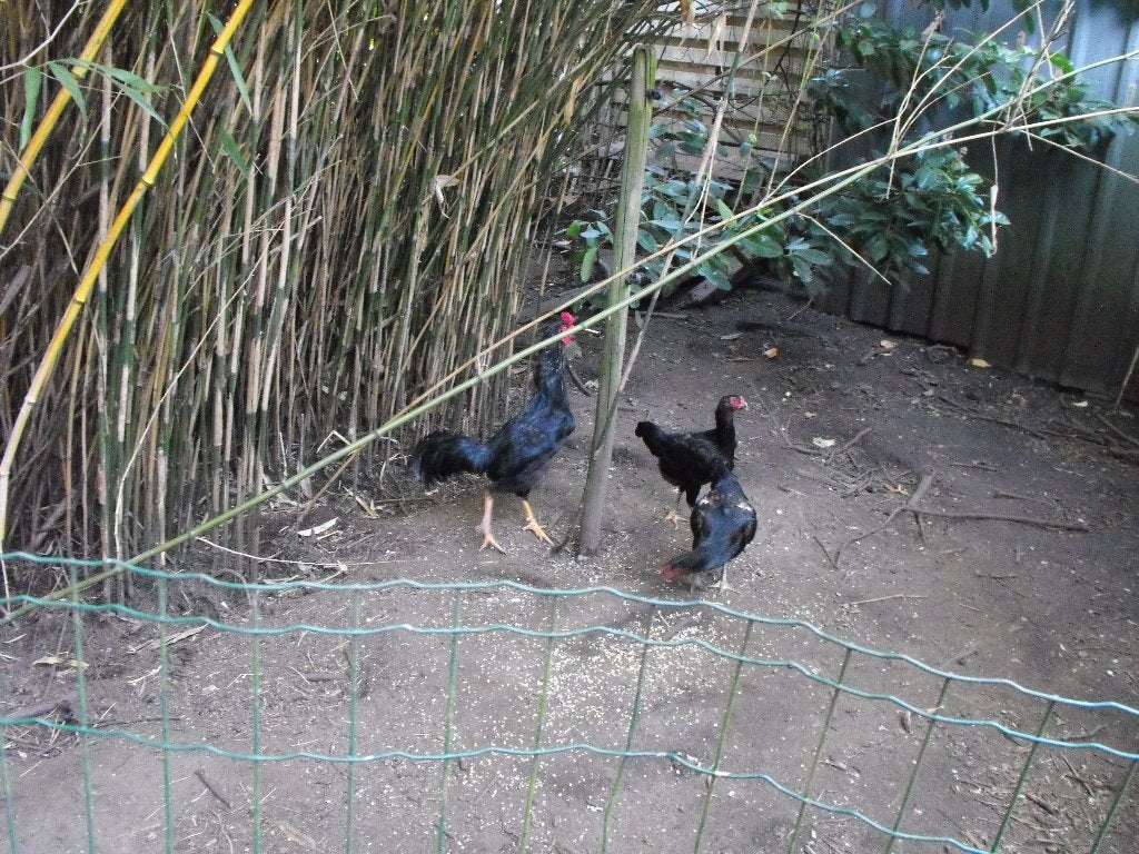 coq shamo avec 3 poules, Plusieurs animaux, Poule ou poulet