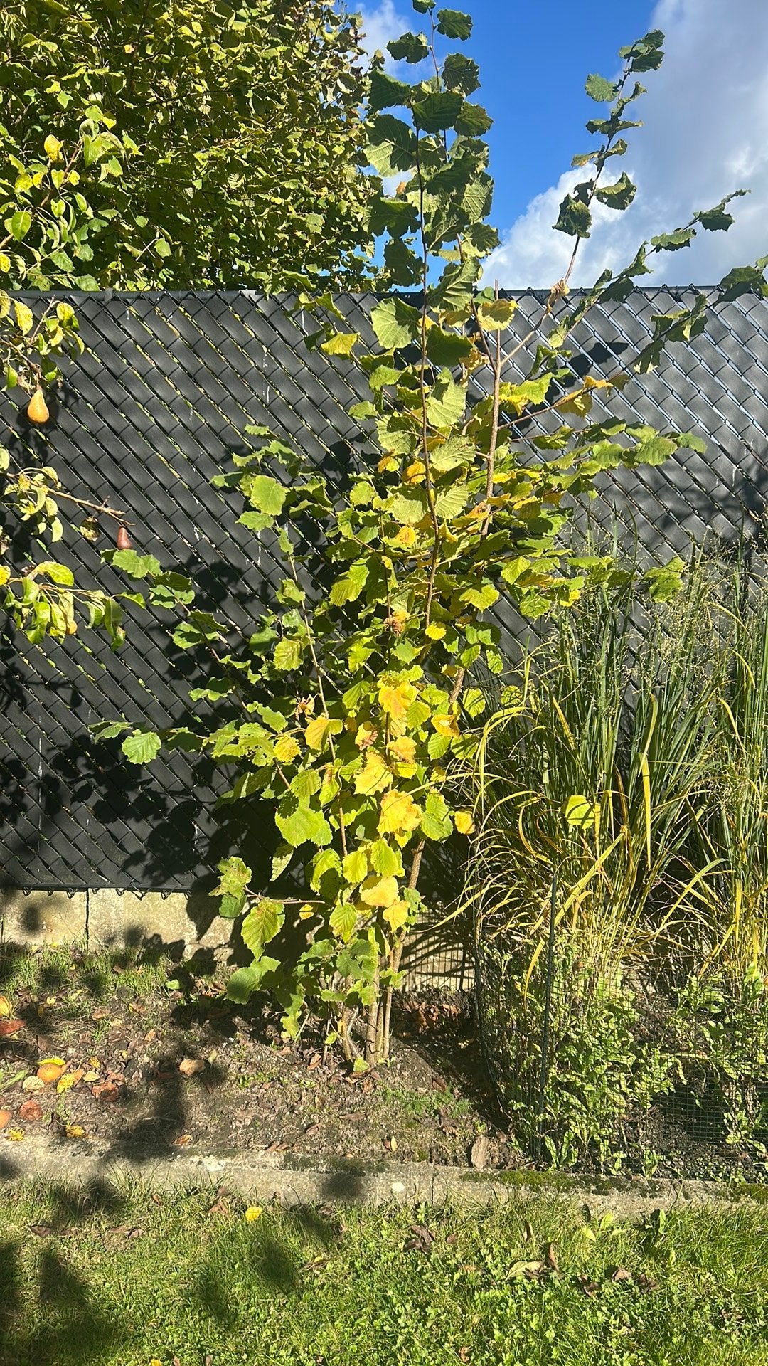 Hazelaar, Overige soorten, 100 tot 250 cm, Zomer, Ophalen