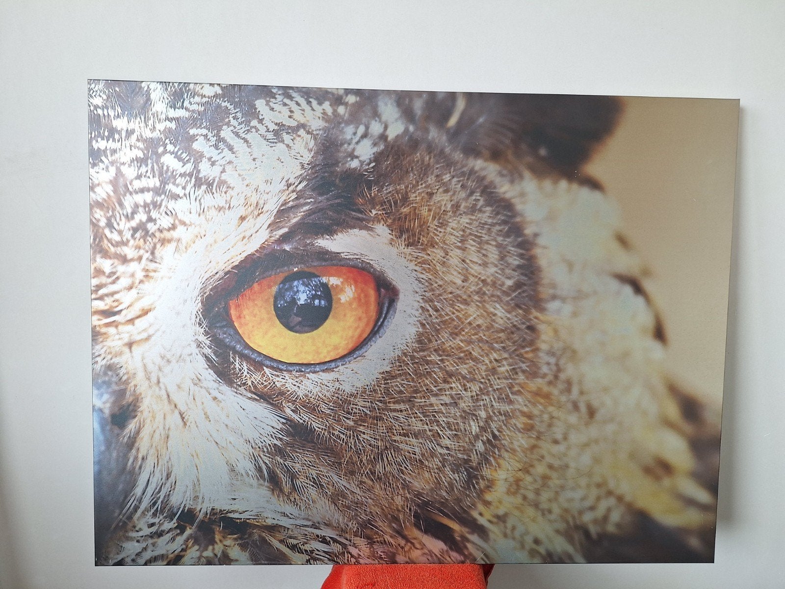 Uil metalen canvas, Ophalen