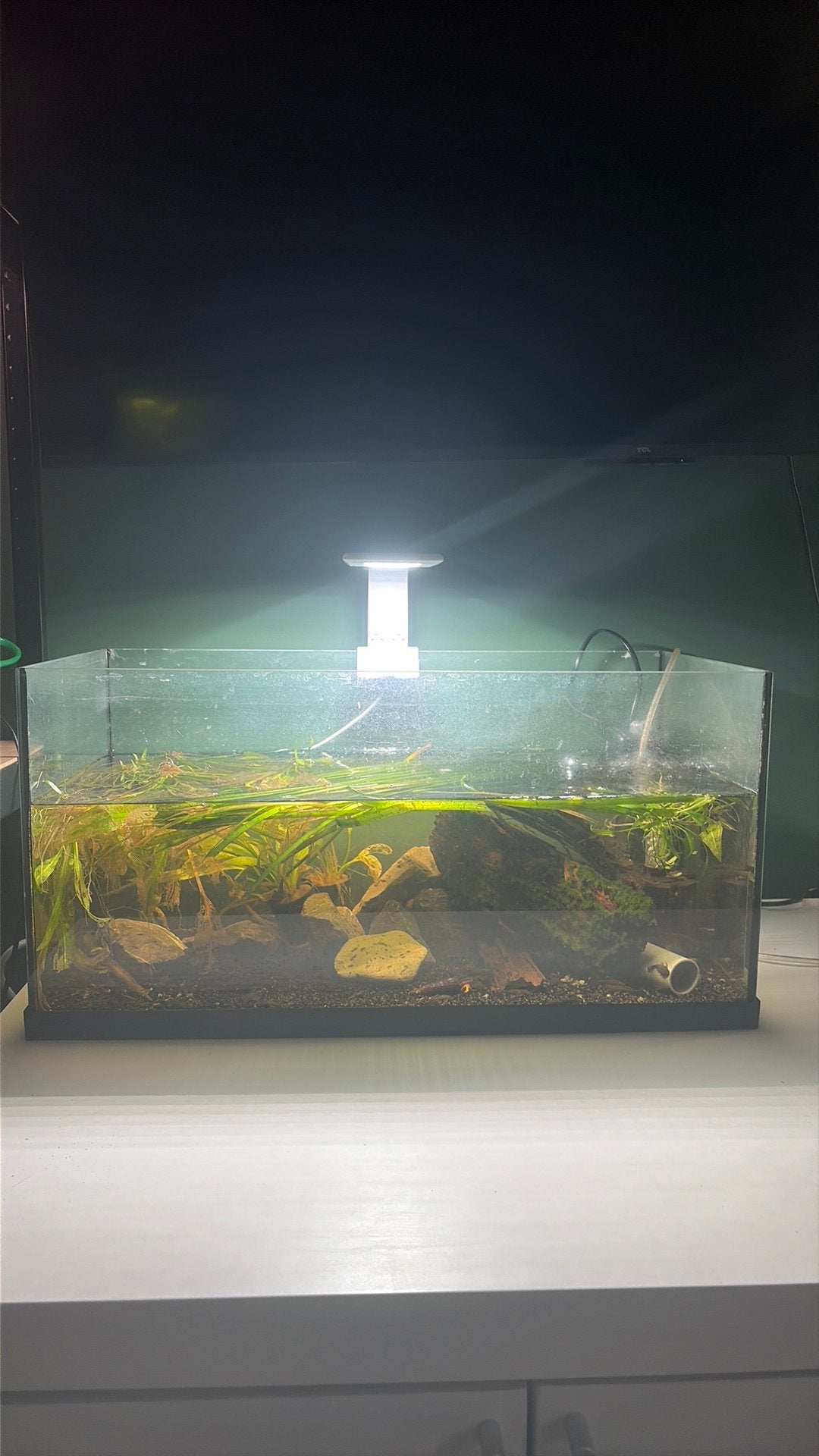Aquarium 60 liter met vissen , inhoud, Dieren en Toebehoren, Ophalen, Gebruikt, Pomp, Gevuld zoetwateraquarium