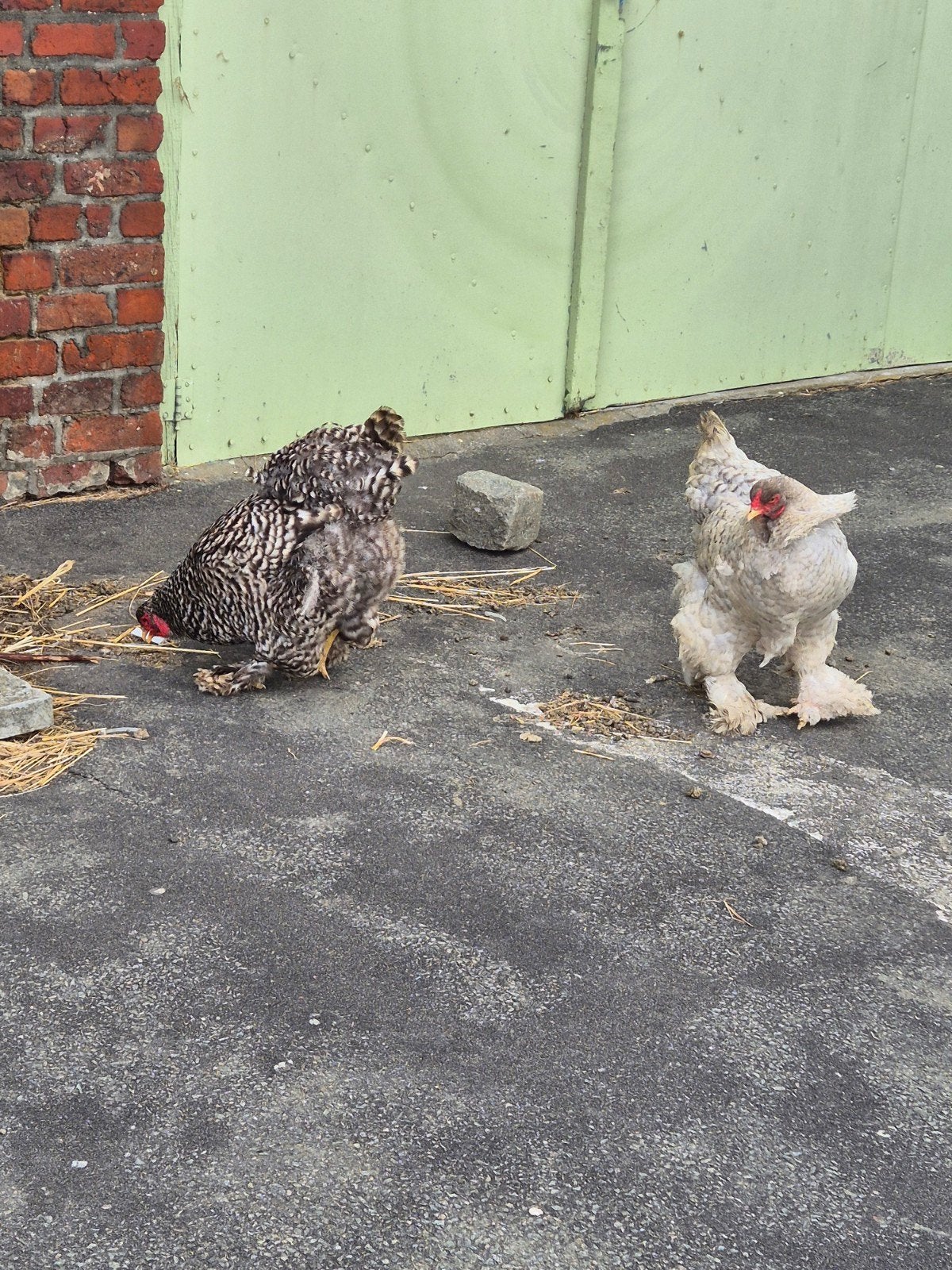 À la recherche de poules Brahma, Animaux & Accessoires