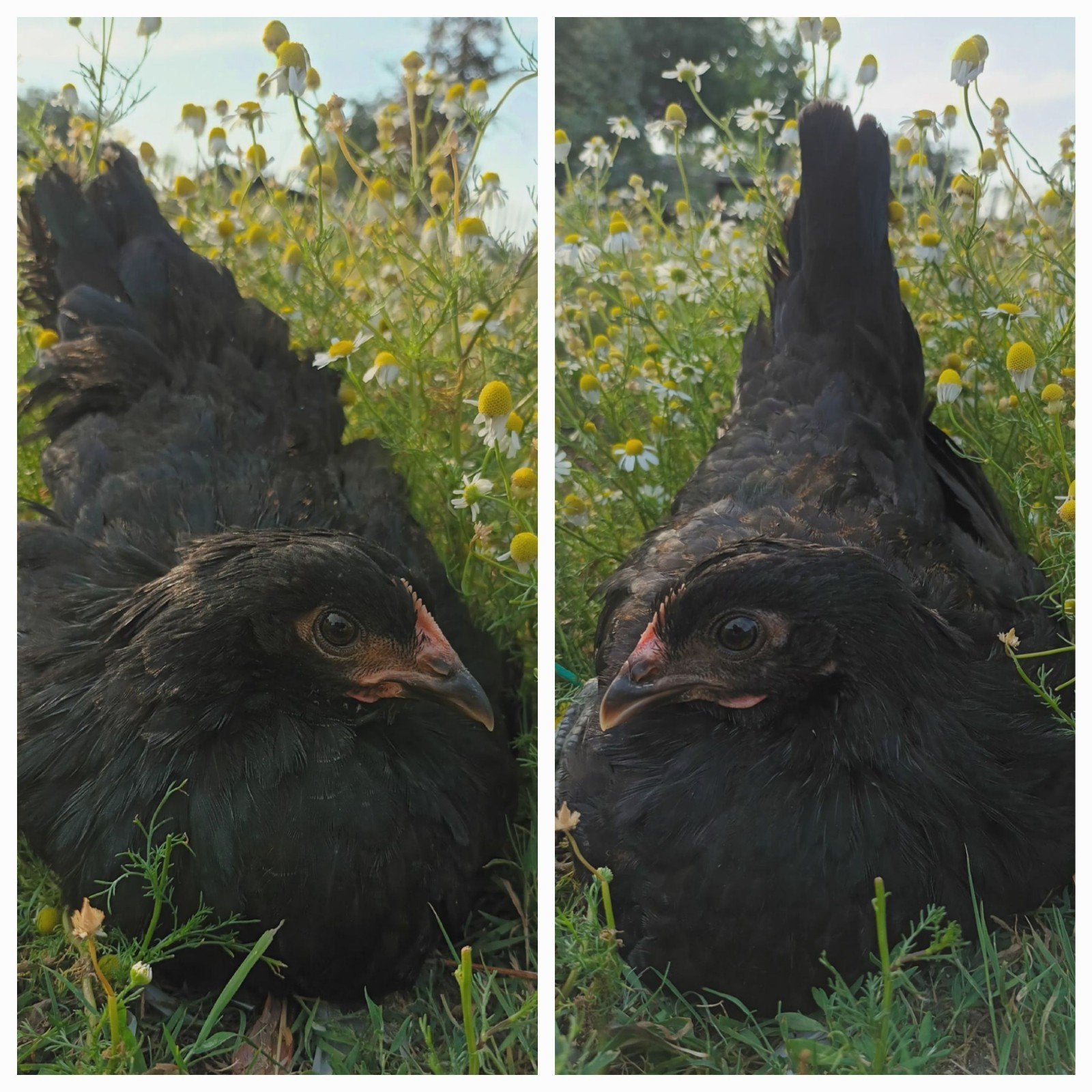 Kippen te koop., Plusieurs animaux, Poule ou poulet