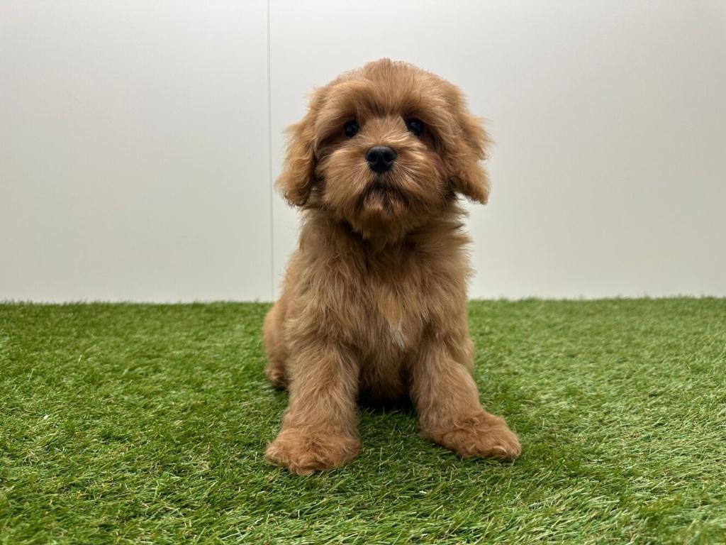 Cavapoo pup, Dieren en Toebehoren, Honden | Niet-rashonden, Reu, Fokker | Professioneel, Eén hond, België, 8 tot 15 weken, CDV (hondenziekte)