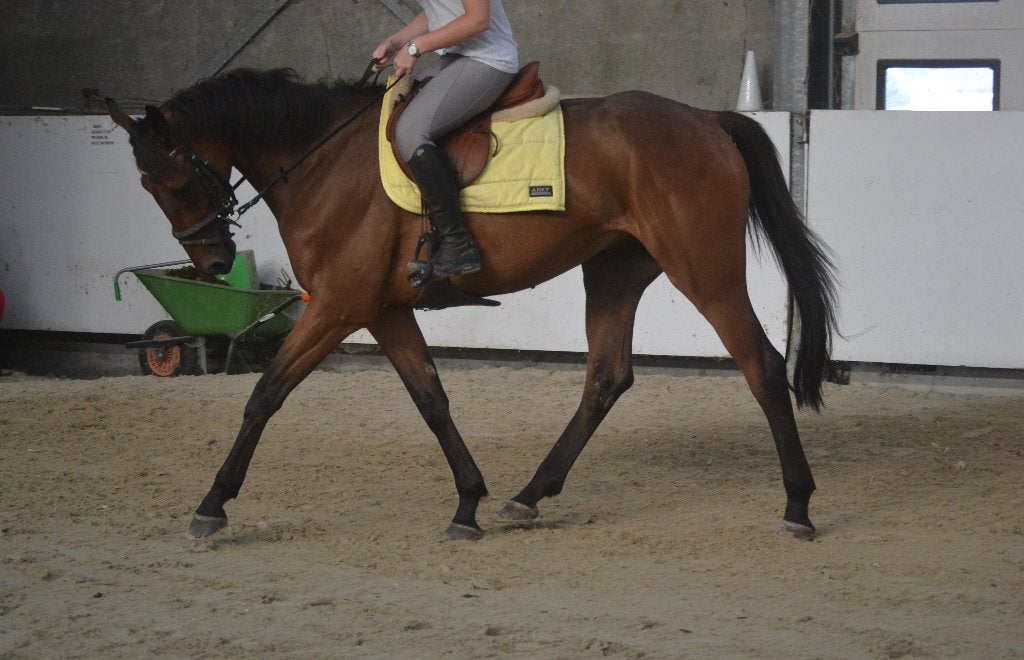 Brave makkelijke ruin, B, Ruin, 3 tot 6 jaar, 160 tot 165 cm