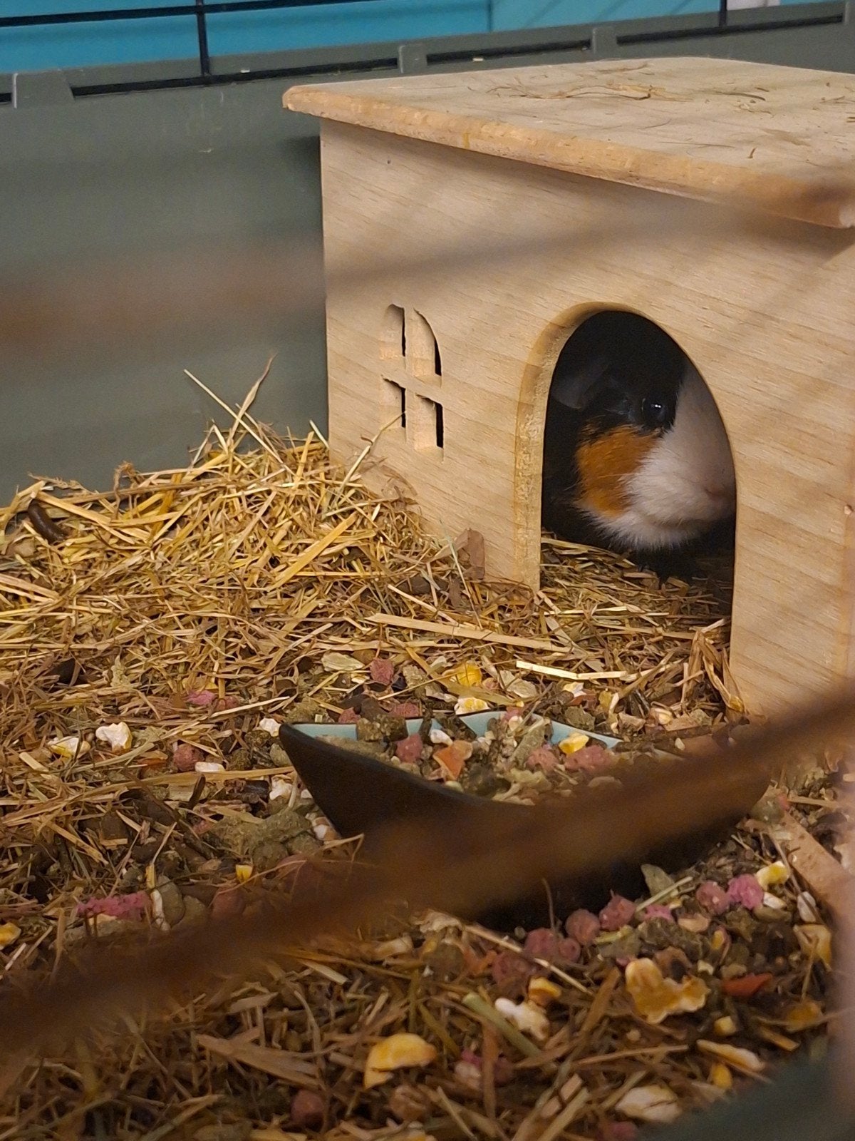 Cavia's 2 mannentje heel socaail  prijs nog bespreekbaar, Cavia, Februari, Mannelijk, Tam