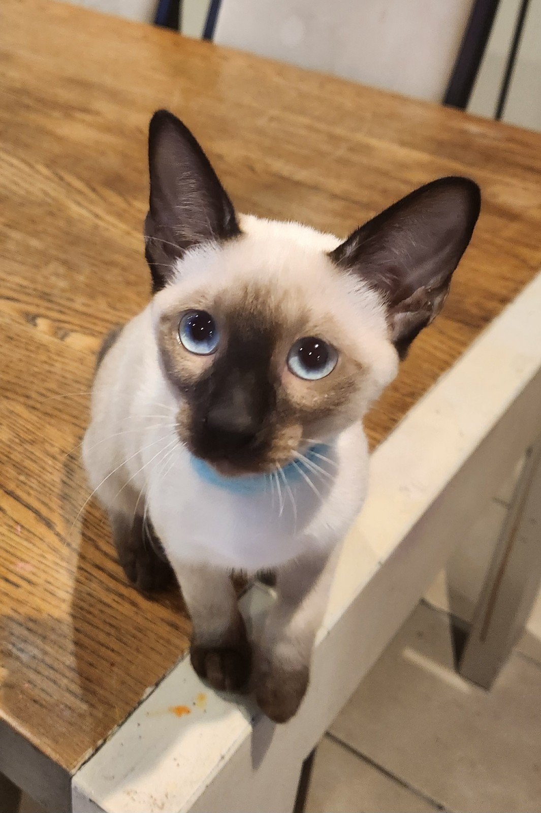 Chatons siamois typé orientaux!, Plusieurs animaux, Avec puce électronique, 0 à 2 ans