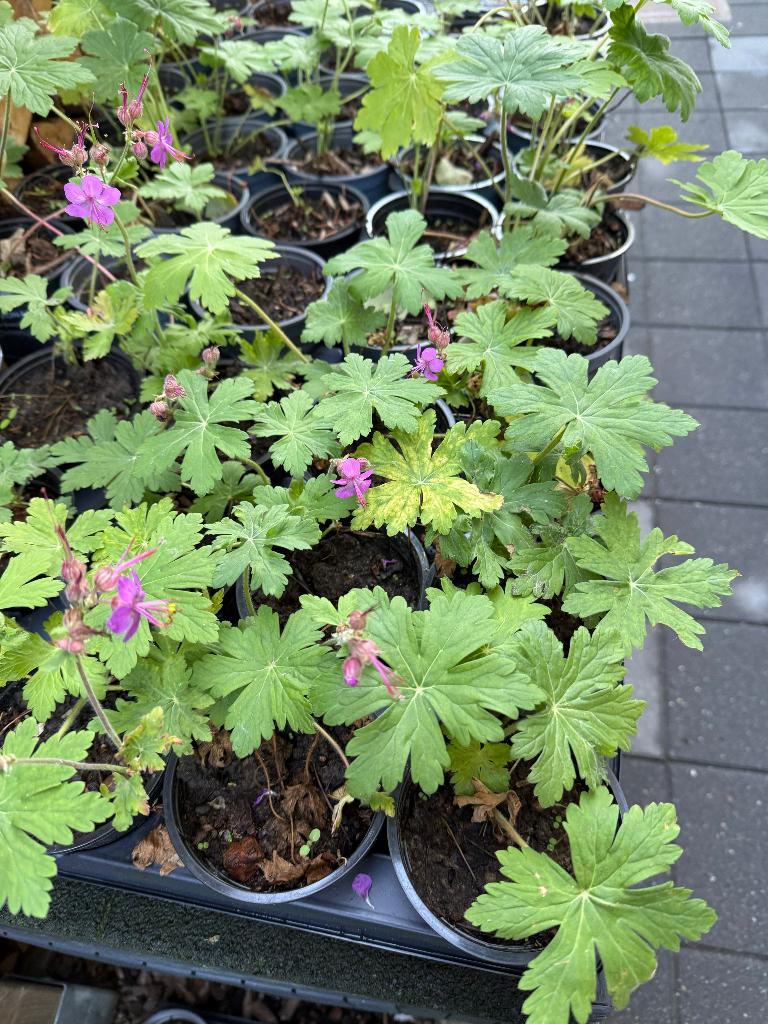 bodembedekkende geranium, paarse bloemen, Printemps, Couvre-sol, Enlèvement, Plante fixe