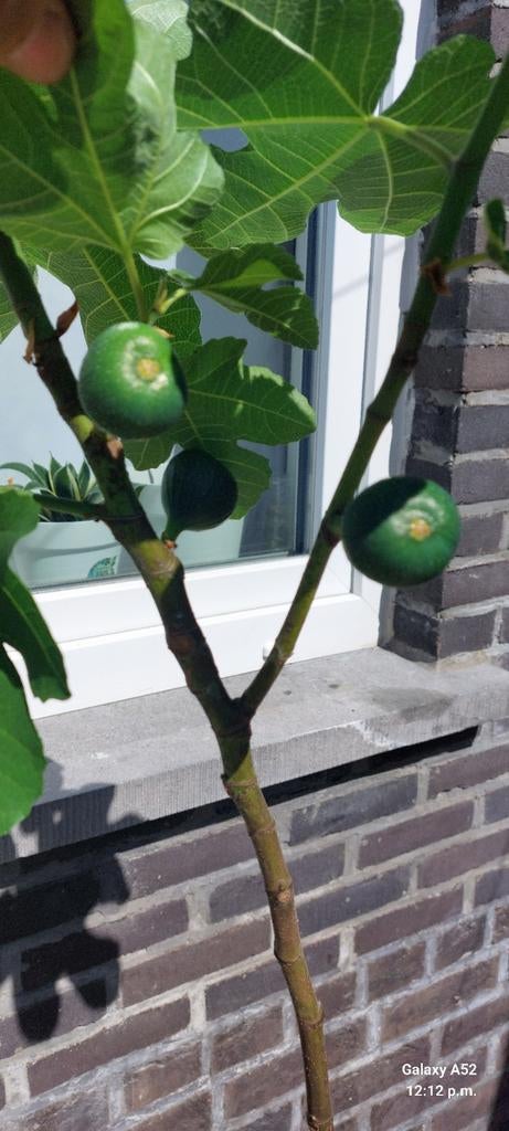 Vijgenboom, Tuin en Terras, Ophalen, Vijgenboom