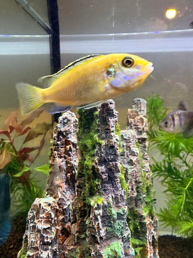 Gele Labidochromis, Dieren en Toebehoren, Vis, Zoetwatervis