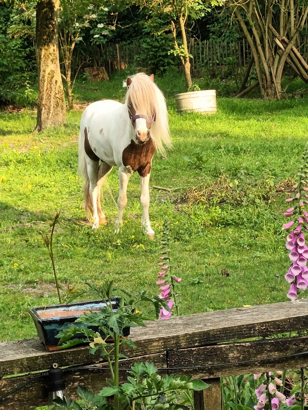 Minipaardje, Dieren en Toebehoren, Maart, Mannelijk