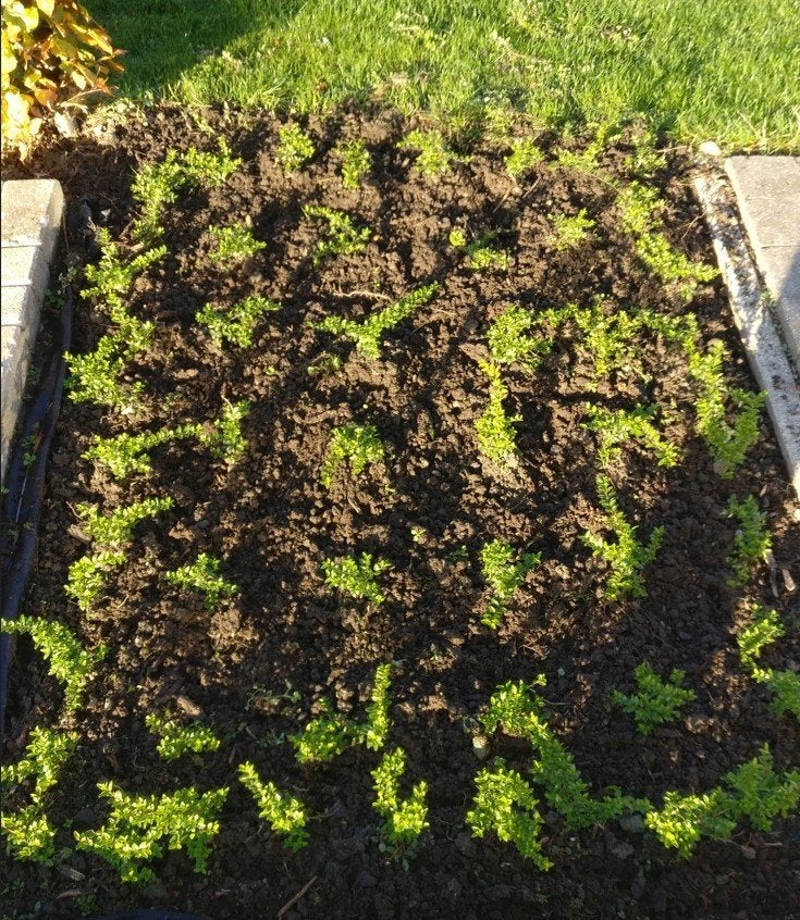 Lonicera planten, Tuin en Terras, Ophalen of Verzenden, Vaste plant