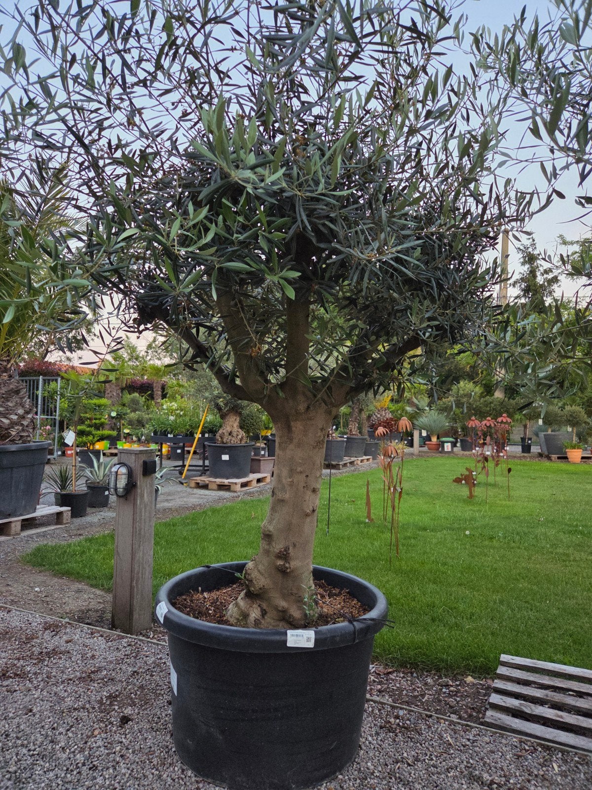 Mooie vertakte olijfbomen Olea Europaea, Tuin en Terras, Planten | Bomen, Ophalen, Olijfboom