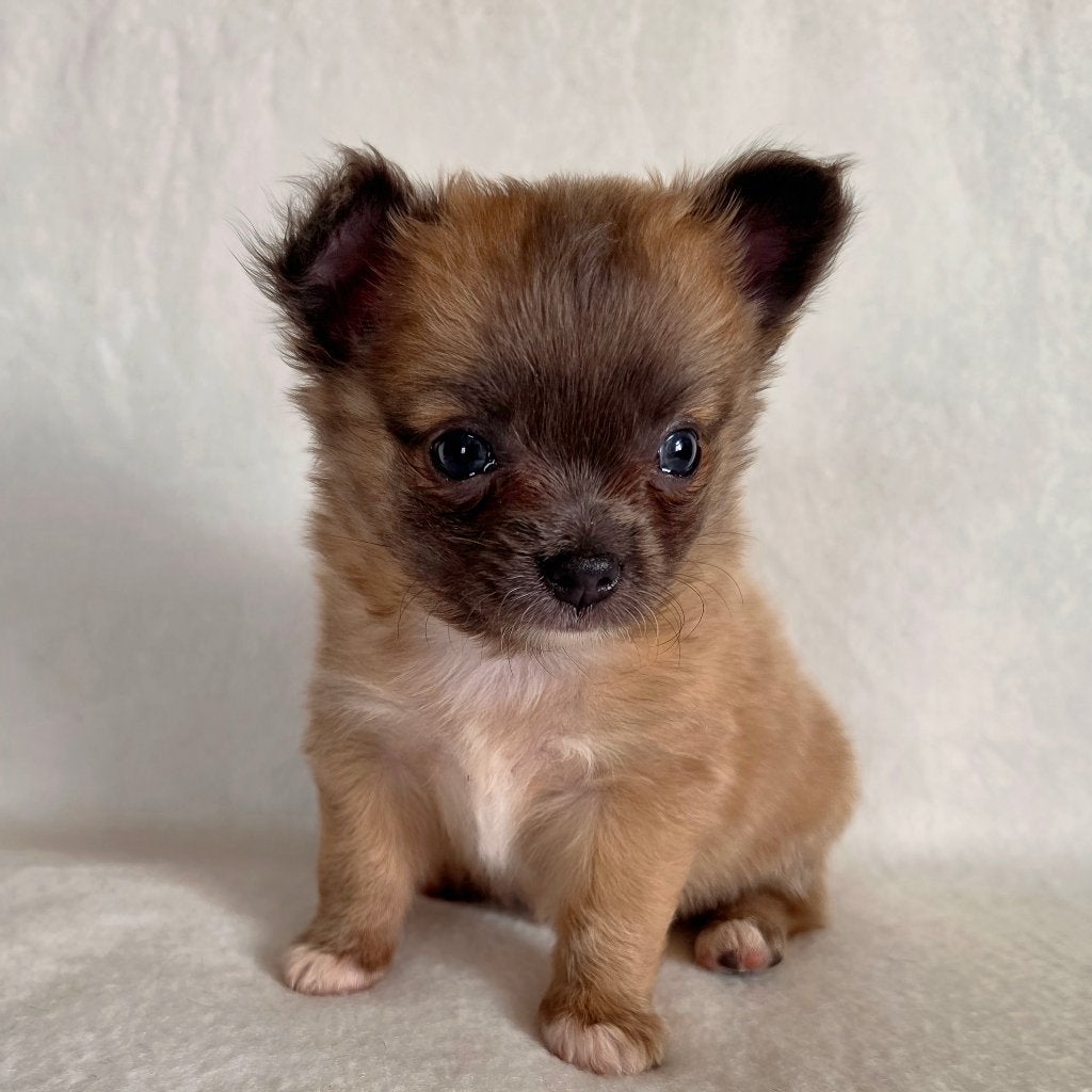Chihuahua pup (reutje), Parvo, België, Particulier, Reu