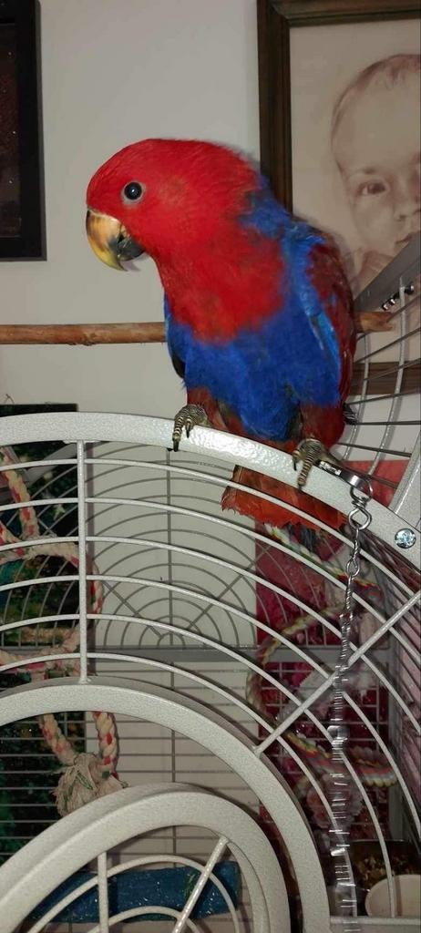 Edelpapegaai, Dieren en Toebehoren, Tam