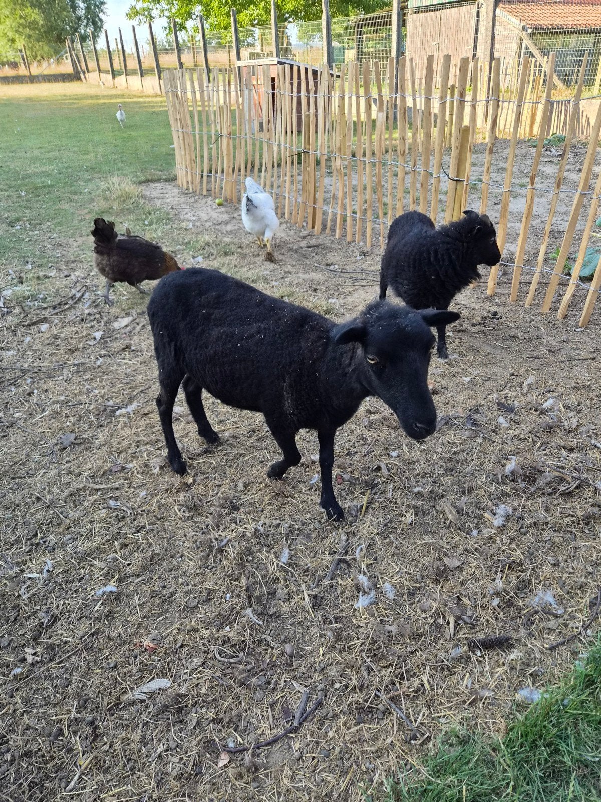 Ouessant ooi met ramlam