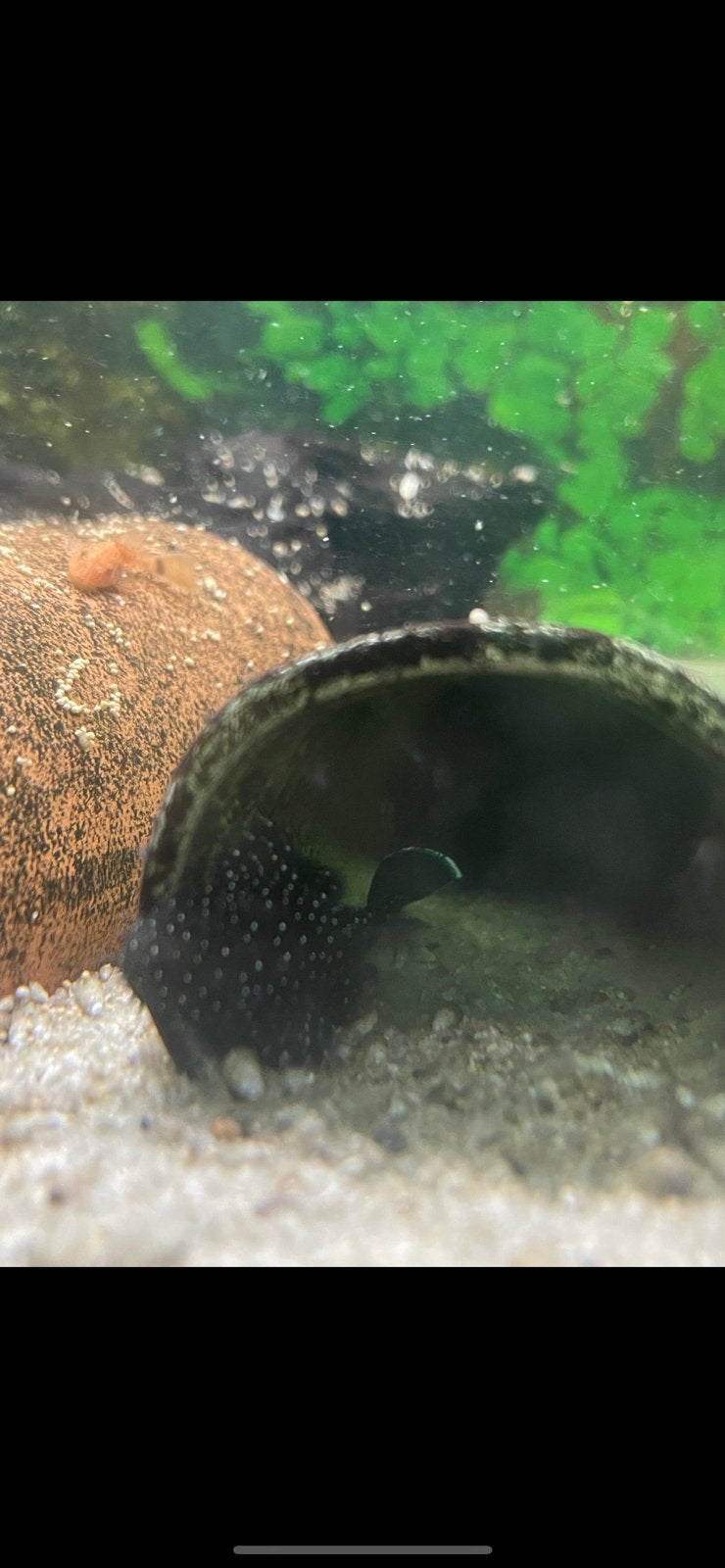 Pleco L181 — env. 5,5 cm, Animaux & Accessoires
