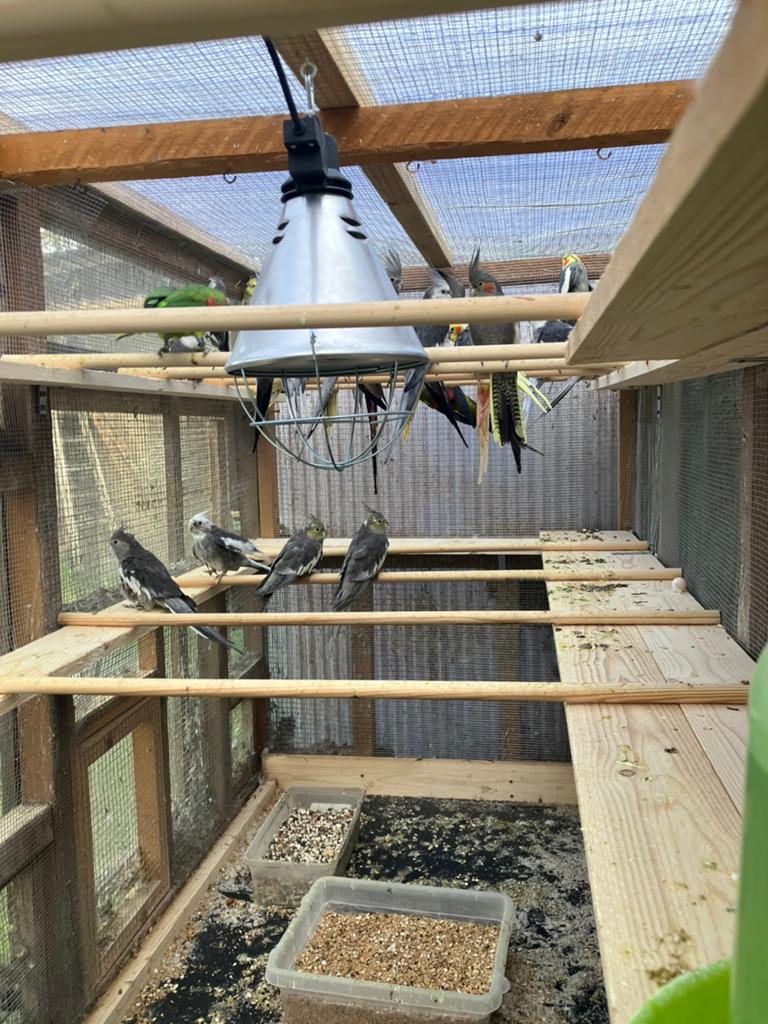 GEELWANG-WITKOP-WILDKLEUR-LUTINO-GEPARELDE-BONTE, Meerdere dieren, Parkiet