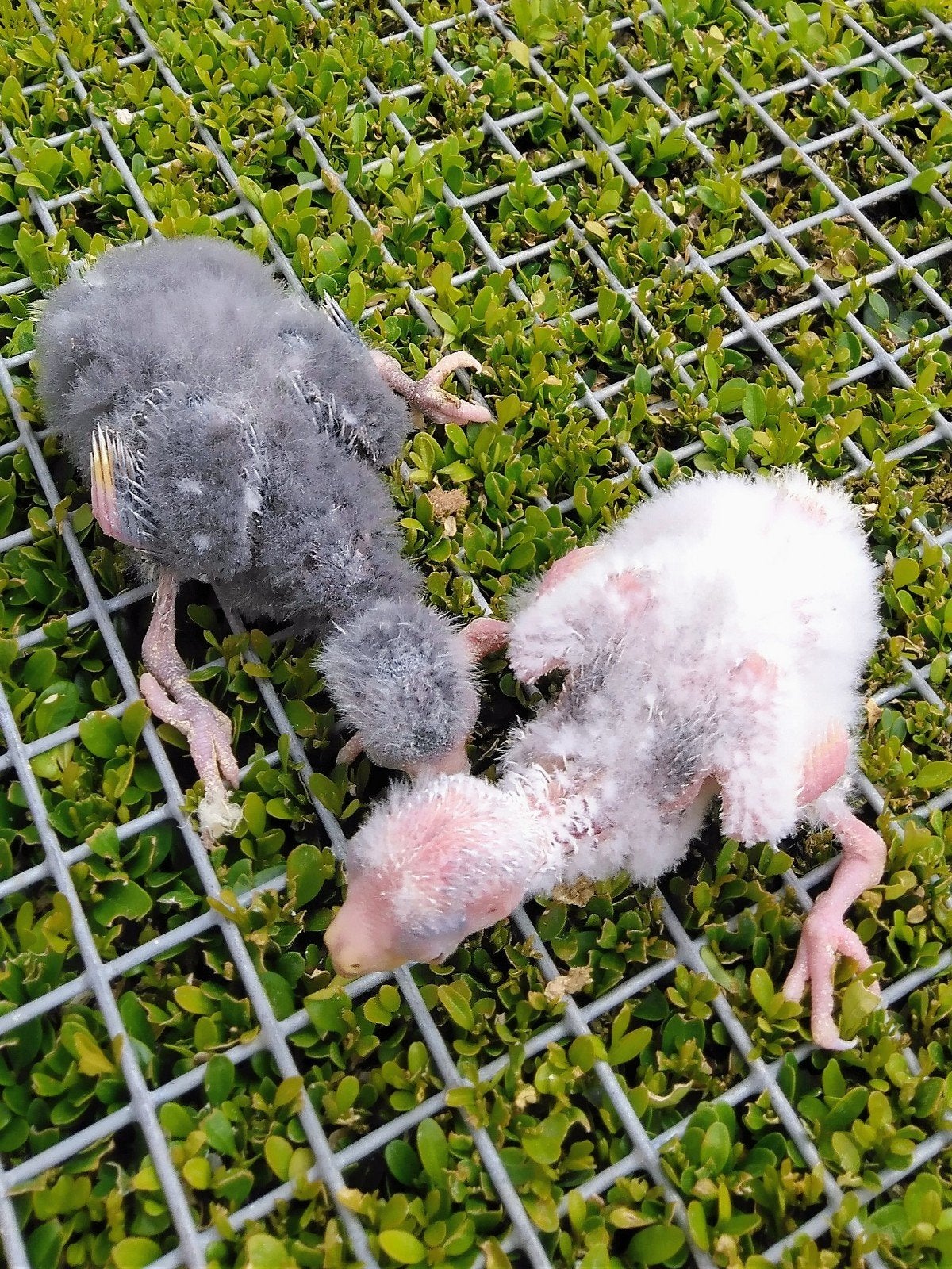 Kakariki's en valkparkietje's..... Handopfok, Meerdere dieren, Parkiet