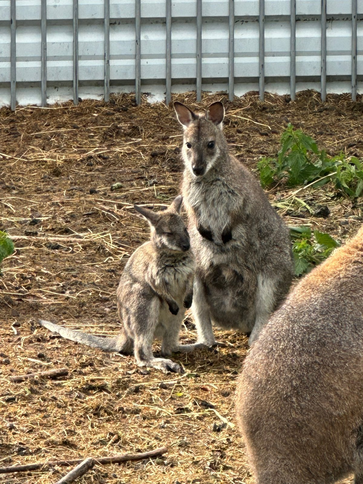 Wallaby, Maart, Meerdere dieren