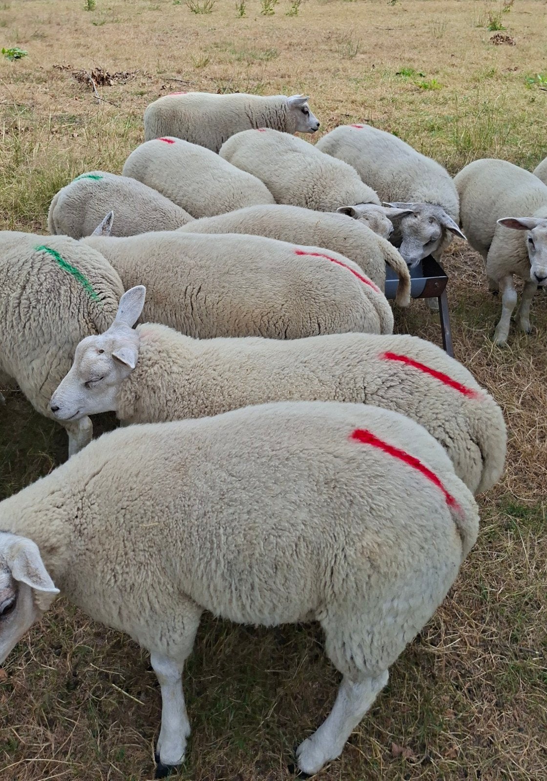 ram lammeren, Dieren en Toebehoren