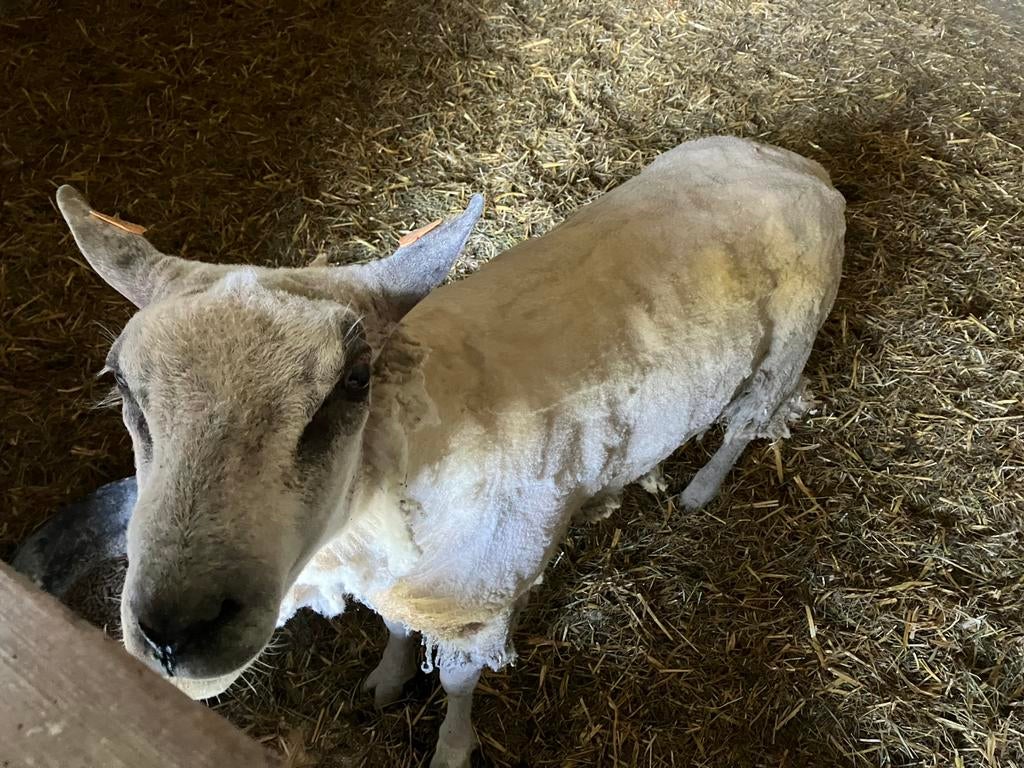 Bleu de maine Bok, Dieren en Toebehoren, Mannelijk, Schaap, 0 tot 2 jaar
