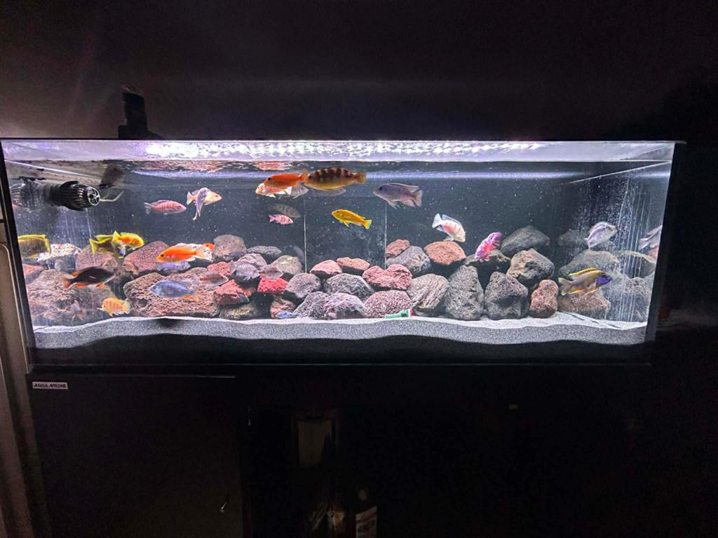 Aquarium 160cm lang 55cm hoog 65cm breed, Animaux & Accessoires, Enlèvement ou Envoi, Utilisé, Filter, Chihiros
