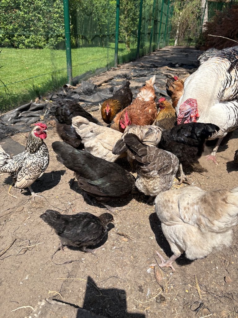 Mooie jonge kippen en hanen, Dieren en Toebehoren, Pluimvee, Kip
