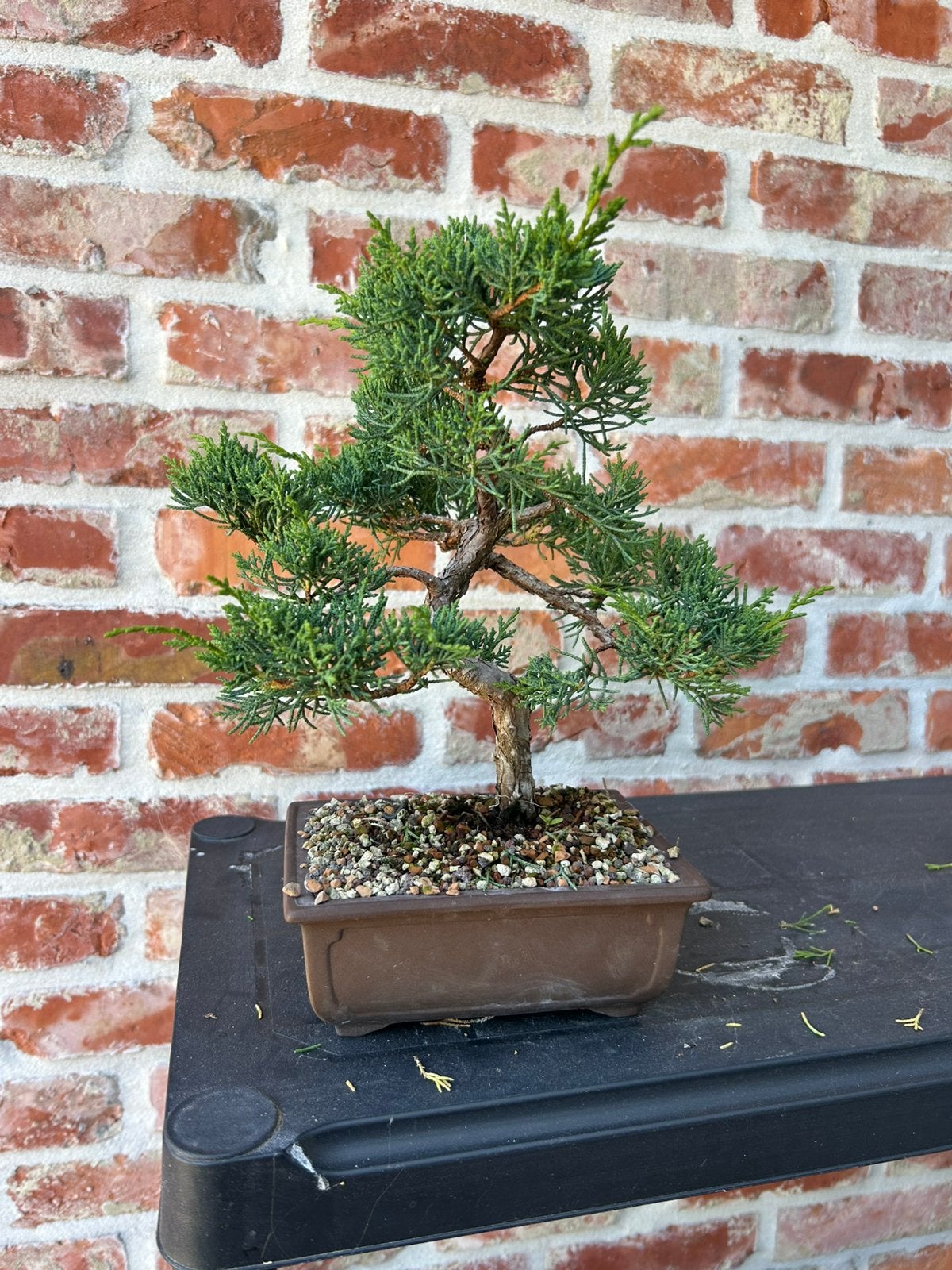 Bonsai juniperus media blauw, Tuin en Terras, Ophalen