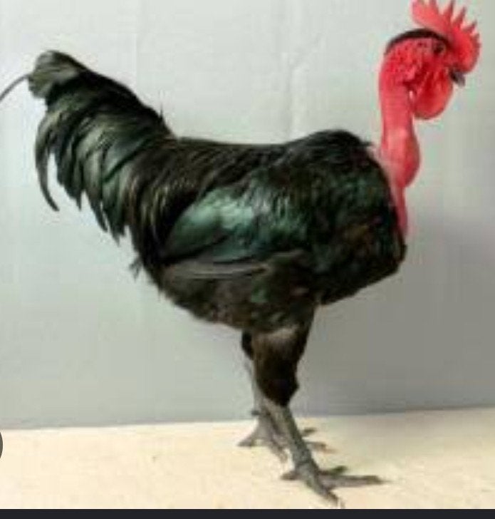 Gezocht naakthals haan, Dieren en Toebehoren, Mannelijk, Kip