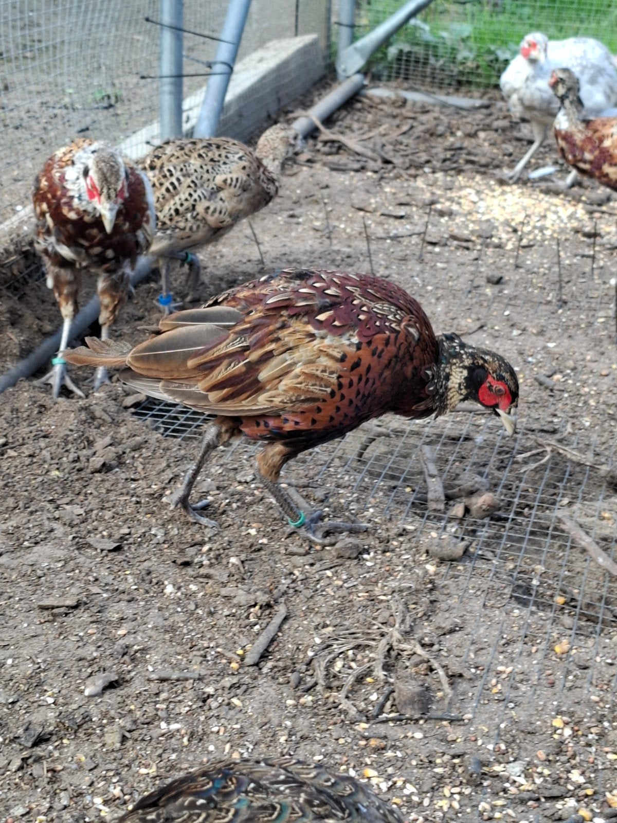 Bosfazanten, Dieren en Toebehoren, Meerdere dieren, Overige soorten