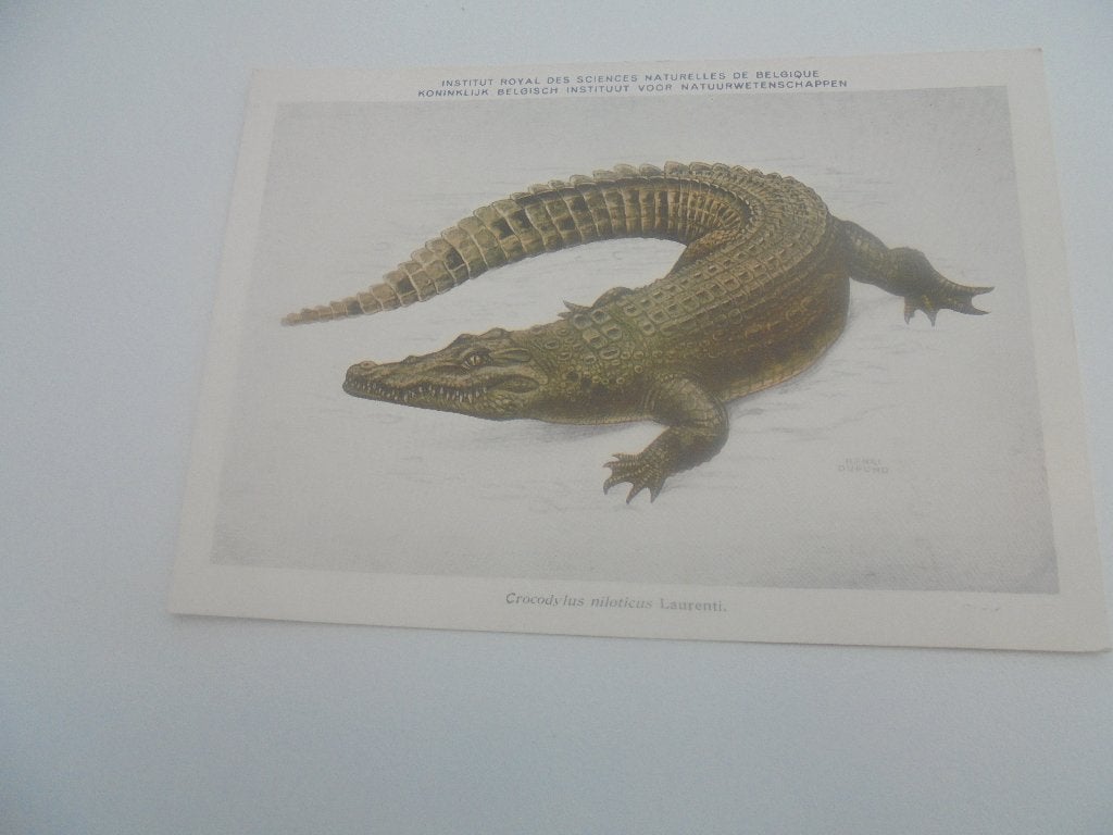dieren - reptielen- 10 postkaarten, Verzamelen, Postkaarten | Dieren, Verzenden, 1960 tot 1980, Ongelopen, Reptiel
