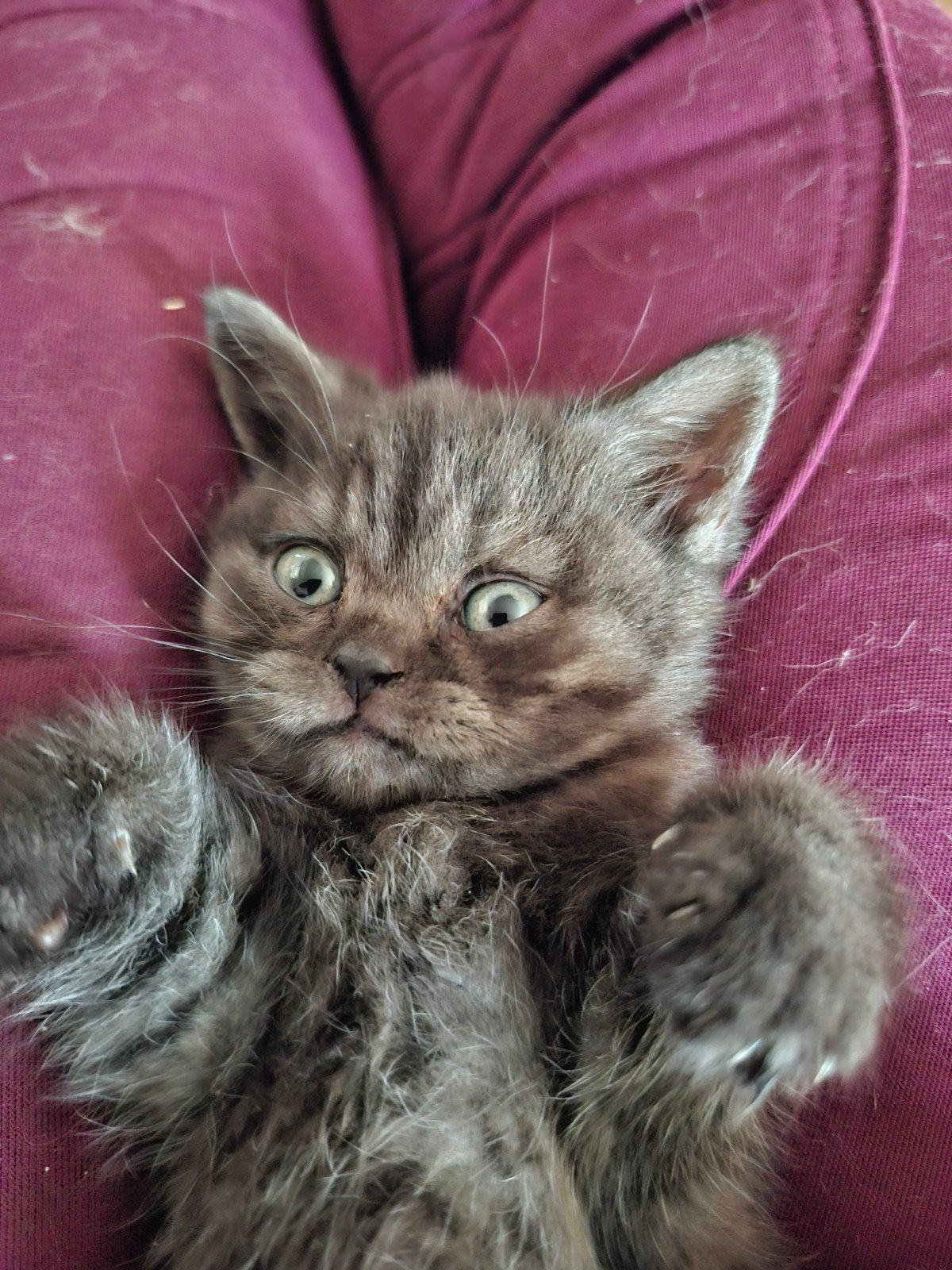 Brits korthaar, Dieren en Toebehoren, Kater, Gechipt, 0 tot 2 jaar