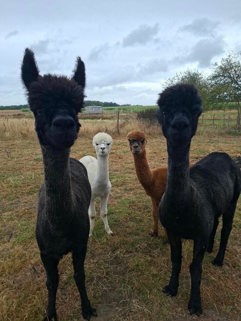 Alpacas te koop, Octobre